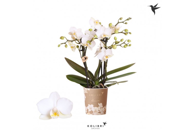 Phalaenopsis multiflora wit 3 tak zurich kolibri orchids 