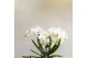 Phalaenopsis multiflora wit 3 tak zurich kolibri orchids 
