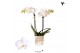 Phalaenopsis floriclone silly tommy Kolibri Orchids - Alaska - 2 tak,  
