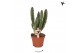 Stapelia leendertziae Kolibri Greens Stapelia Leenderziae 1 pp  cm dia 