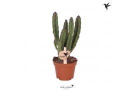 Stapelia leendertziae Kolibri Greens Stapelia Leenderziae 1 pp  cm dia