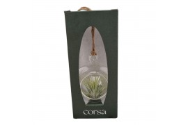 Tillandsia arrangement Tillandsia hangbol mini gift package 1 pp