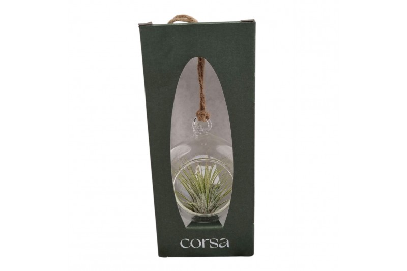Tillandsia arrangement Tillandsia hangbol mini gift package 1 pp 