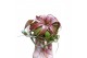 Tillandsia Tillandsia Eric Knobloch 1 bl. 