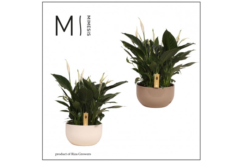 Spathiphyllum pico cupido 15+ bloem - Lynn schaal , 3PP Spathiphyllum pico cupido 15+ bloem - Lynn schaal , 3PP