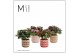 Rhododendron simsii mix Azalea Mix 12cm - Maartje Keramiek - Craft Wor 