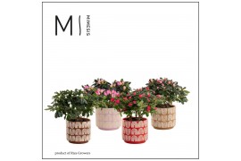 Rhododendron simsii mix Azalea Mix 12cm - Maartje Keramiek - Craft Wor