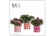Rhododendron simsii mix Azalea Mix Noura Keramiek Fun World 