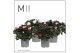 Rhododendron hellmut vogel Mimesis Azalea Mix - 13cm27 cm diameter 4 p 