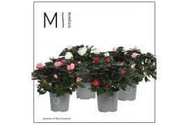 Rhododendron hellmut vogel Mimesis Azalea Mix - 13cm27 cm diameter 4 p