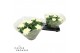Chrysanthemum ind. cosmo white Deco Chrysant wit schaal 