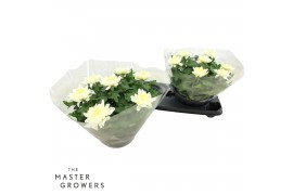 Chrysanthemum ind. cosmo white Deco Chrysant wit schaal