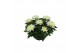 Chrysanthemum ind. cosmo white Deco Chrysant wit schaal 