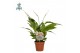 Spathiphyllum torelli 3+ bloem - AirSoPure + WOW etiket 