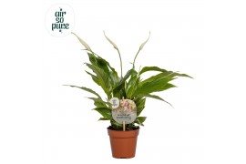 Spathiphyllum torelli 3+ bloem - AirSoPure + WOW etiket