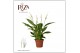 Spathiphyllum torelli 3+ bloem - Zonder hoes 