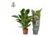 Spathiphyllum vivaldi 2+ bloem - AirSoPure 