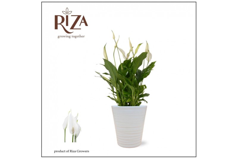 Spathiphyllum bellini 8+ bloem - Wave keramiek, Basic - Ultimo Spathiphyllum bellini 8+ bloem - Wave keramiek, Basic - Ultimo