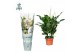 Spathiphyllum Sweet Curiosa 5+ bloem - AirSoPure hoes + etiket 