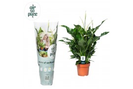 Spathiphyllum Sweet Curiosa 5+ bloem - AirSoPure hoes + etiket