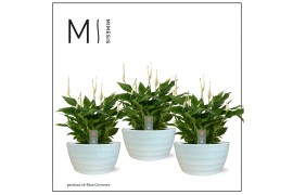 Spathiphyllum chopin in Ribana schaal Decorum