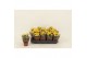 Kalanchoe calandiva nolin 