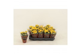 Kalanchoe calandiva nolin