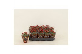 Kalanchoe blossfeldiana gevuld rubio red