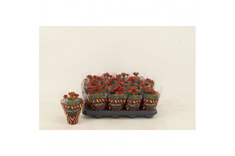 Kalanchoe blossfeldiana gevuld rubio red 