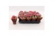 Kalanchoe calandiva weaver 