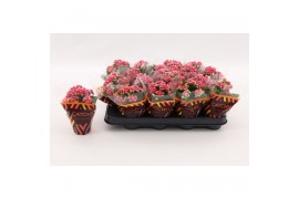 Kalanchoe calandiva weaver