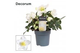 Helleborus niger christmas carol L + etiket Decorum