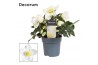 Helleborus niger christmas carol L + etiket Decorum