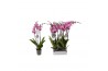 Phalaenopsis anthura prague 3 tak - 22+ bloemen