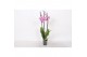 Phalaenopsis anthura prague 3 tak - 22+ bloemen 
