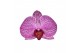 Phalaenopsis anthura prague 3 tak - 22+ bloemen 