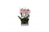 Phalaenopsis spotted world 3 tak - 22+ bloemen