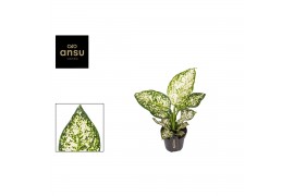Aglaonema ivory jade