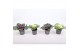 Brassica oleracea glad mix 