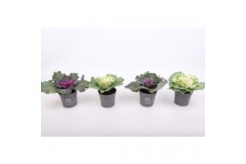 Brassica oleracea glad mix