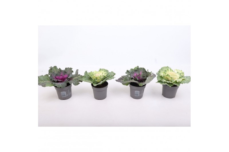 Brassica oleracea glad mix 