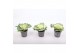 Brassica oleracea glad wit 