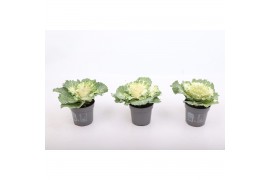 Brassica oleracea glad wit