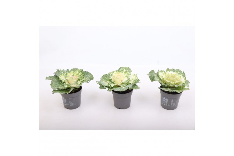 Brassica oleracea glad wit 