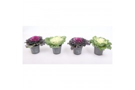 Brassica oleracea gekruld mix