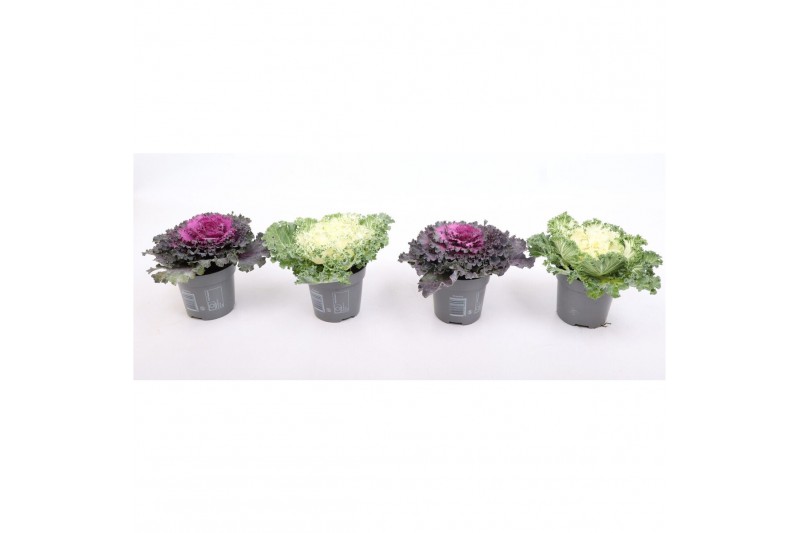 Brassica oleracea gekruld mix 