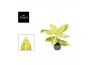 Aglaonema citronelle