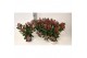 Skimmia japonica rubella Skimmia jap. Rubella P13 8 bl. 