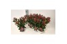 Skimmia japonica rubella Skimmia jap. Rubella P13 8 bl.