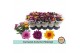 Chrysanthemum ind. mix carnaval mount aubisque autumn melange 